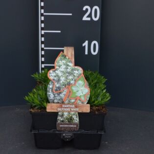Steenanjer - Dianthus Delt. 'White'