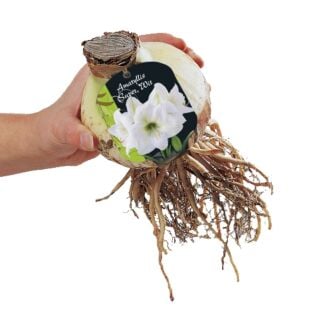 Amaryllis Super, Wit (Steeketiket)