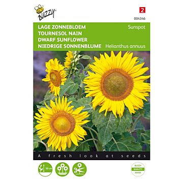 Helianthus, lage zonnebloem Sunspot geel - Buzzy