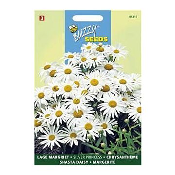 Chrysanthemum, Lage Margriet Silver Princess - Buzzy