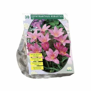 Zephyranthus Robustus (Habranthus) per 30