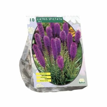 Liatris Spicata, Paars per 10