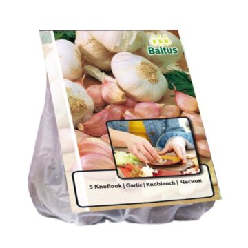 Knoflookbollen per 5 Knoflookbollen per 5