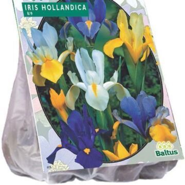 Iris Hollandica per 50 Iris Hollandica per 50