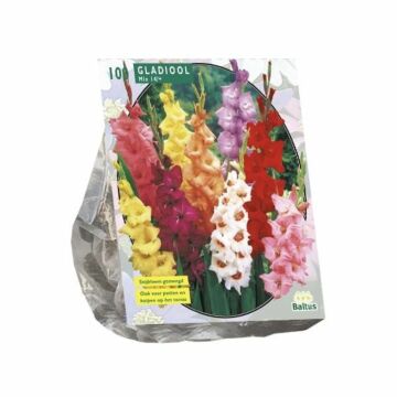 Gladiolus Gemengd per 100