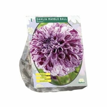 Dahlia Pompon Marble Ball per 1