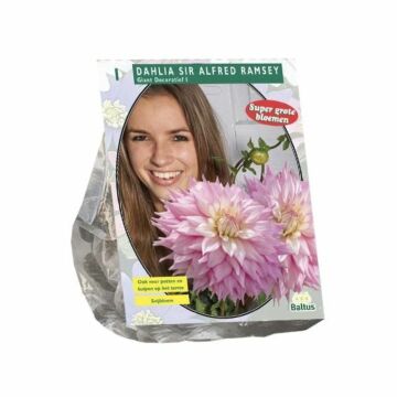 Dahlia Giant Dec. Sir Alfred Ramsey per 1
