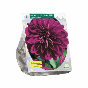 Dahlia Decoratief Thomas Edison per 1