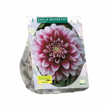 Dahlia Decoratief Edinburgh per 1