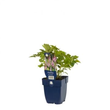 Spirea - Astilbe Chin. 'Pumila'