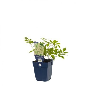 Spirea - Astilbe (J) 'Deutschland'