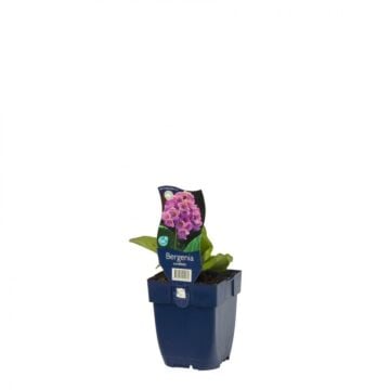 Schoenlappersplant - Bergenia Cordifolia