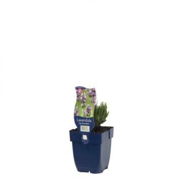 Lavendel - Lavandula ang. 'Dwarf Blue'