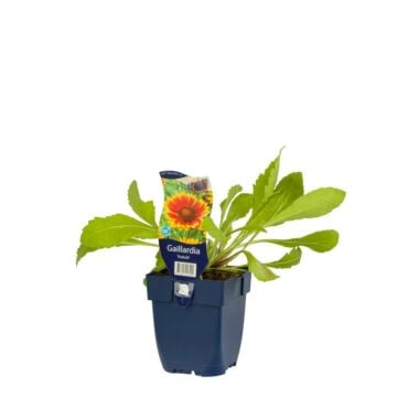 Kokardebloem - Gaillardia 'Kobold'