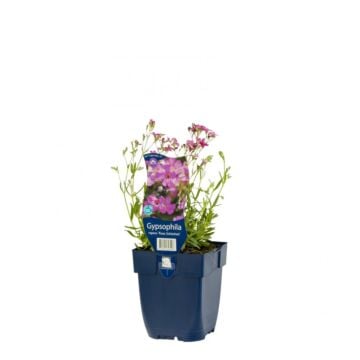 Kruipend gipskruid - Gypsophila rep 'Rosa Schönheit'