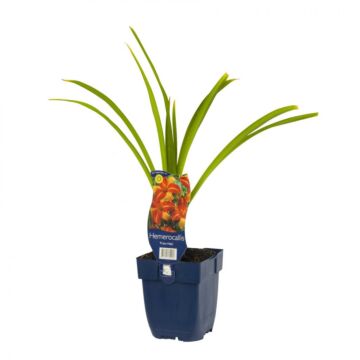 Daglelie - Hemerocallis 'Frans Hals' Daglelie - Hemerocallis 'Frans Hals'