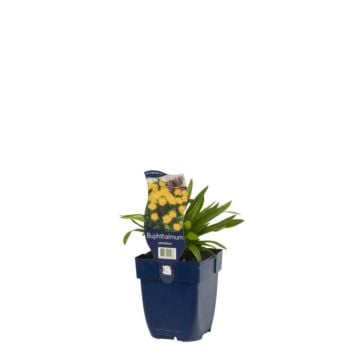 Koeienoog - Buphthalmum salicifolium
