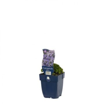 Klokjesbloem - Campanula garganica