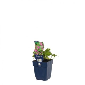 Ooievaarsbek - Geranium cant. 'Cambridge'