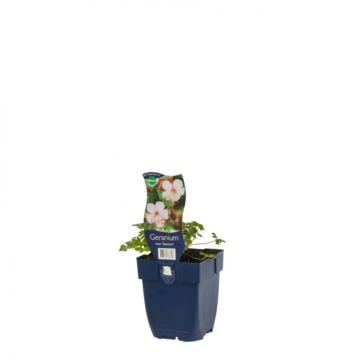 Ooievaarsbek - Geranium macr. 'Spessart'