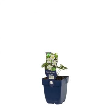 Ooievaarsbek - Geranium sang. 'Album'