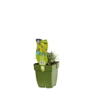 Kerrieplant - Helichrysum italicum