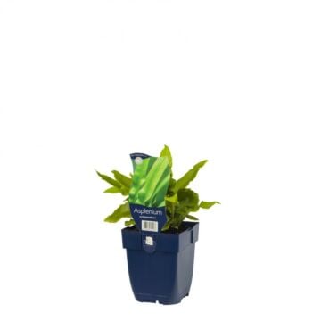 Tongvaren - Asplenium Scolopendrium