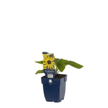 Zonnehoed - Origanum 'Goldsturm'