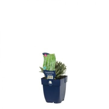 Lavendel - Lavandula ang. 'Edelweiss'