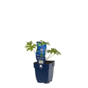 Ooievaarsbek - Geranium 'Johnson's Blue'