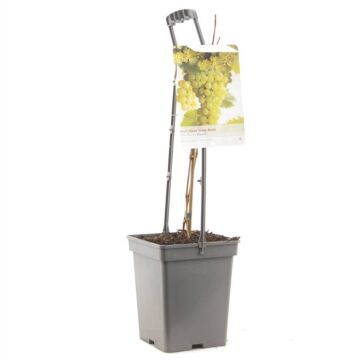 Witte Druif - Vitis Vinifera 'Bianca' 18cm