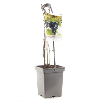 Blauwe tafeldruif - Vitis vinifera 'Regent' 18CM