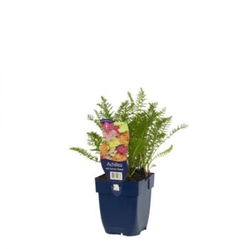 Duizendblad - Achillea mill. 'Summer Pastels'