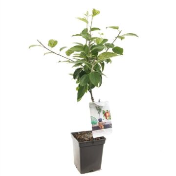 Summerred Appelboom - Malus Domestica 'Summerred'