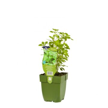 Echte basilicum - Ocimum basilicum Echte basilicum - Ocimum basilicum