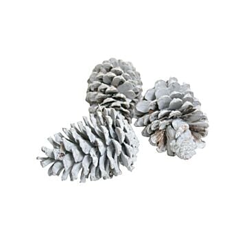 Maritima 10-12cm 3st wit