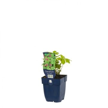 Ooievaarsbek - Geranium macr. 'Czakor'