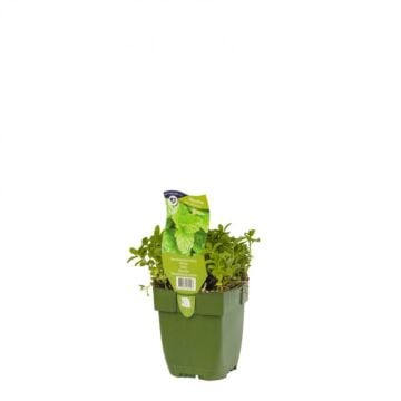 Marokkaanse munt - Mentha spic. 'Moroccan'