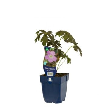 Ooievaarsbek - Geranium macul. 'Espresso'