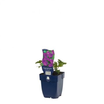 Ooievaarsbek - Geranium sang. 'Tiny Monster'