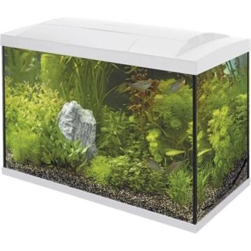Start 70 Tropical Kit wit