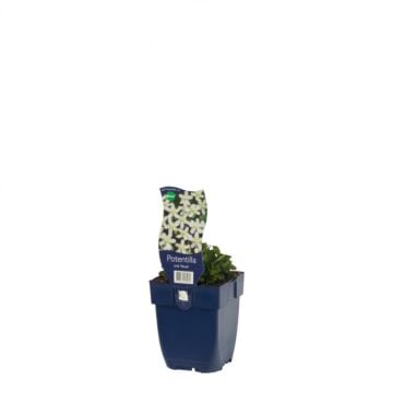 Ganzerik - Origanum 'Nuuk'