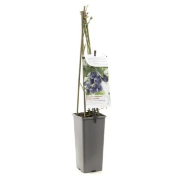 blauwe bes - Vaccinium corymbosum 'Bluecrop' 11 cm