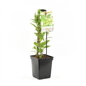 mini kiwi - Actinidia arguta 'Issai'
