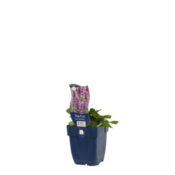 Andoorn - Stachys mon. 'Hummelo'