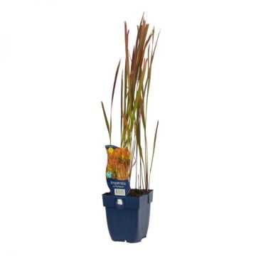 Japans bloedgras - Imperata cylindrica 'Red Baron'