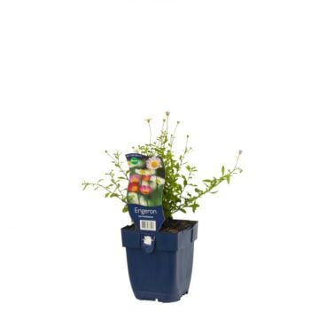 Fijnstraal - Erigeron karvinskianus