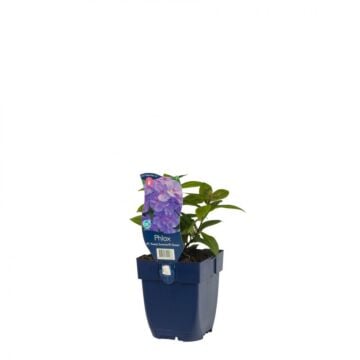 Vlambloem - Origanum 'Summer Ocean'