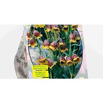 Fritillaria Michailovskyi per 15