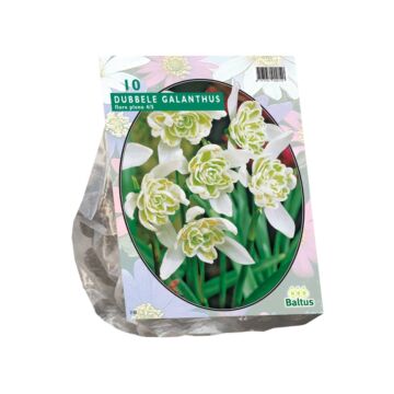 Galanthus Nivalis Flore Pleno per 10